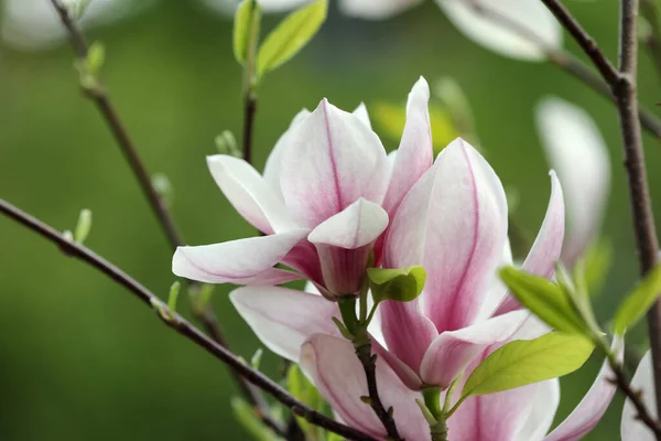 Magnolia Tree Beautiful Flowers Blurred Background Closeup — Photo