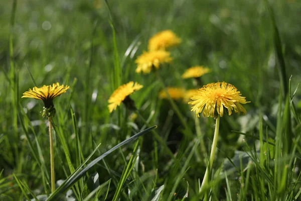 Beautiful Bright Yellow Dandelions Green Grass Sunny Day Closeup — Zdjęcie stockowe