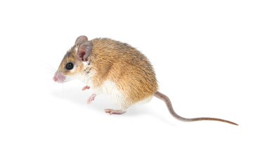 Beyaz arkaplanda küçük şirin dikenli fare