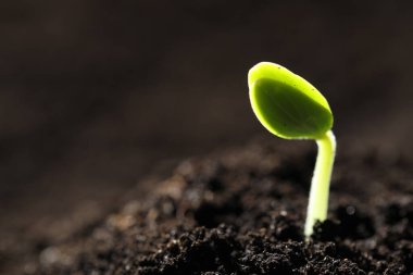 Toprakta büyüyen küçük yeşil tohum, yakın plan. Metin için boşluk