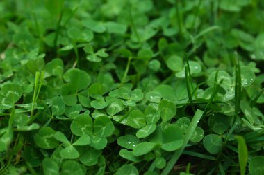 Beautiful green clover leaves and grass with water drops outdoors, closeup