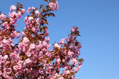Mavi gökyüzüne karşı pembe çiçekli güzel sakura ağacı, metin için yer