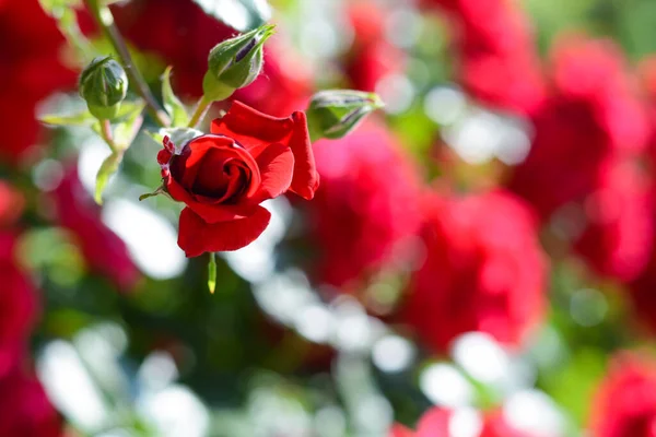 Beautiful Blooming Rose Bush Outdoors Sunny Day Closeup Space Text — 스톡 사진