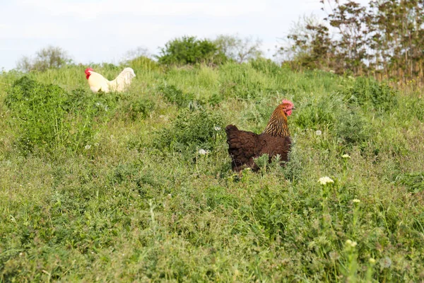 Hühner Und Hahn Grünen Gras Freien — Stockfoto