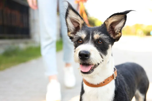 Femme Promenant Son Chien Mignon Dans Rue Ville Gros Plan — Photo