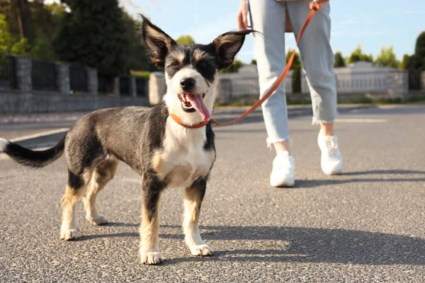 Frau Spaziert Mit Ihrem Süßen Hund Auf Der Stadtstraße Nahaufnahme — Stockfoto