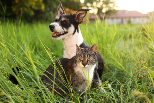 Cute cat and dog in green grass at sunset