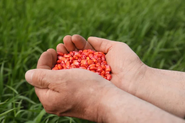 Agricultor Sosteniendo Montón Semillas Maíz Aire Libre Primer Plano — Foto de Stock