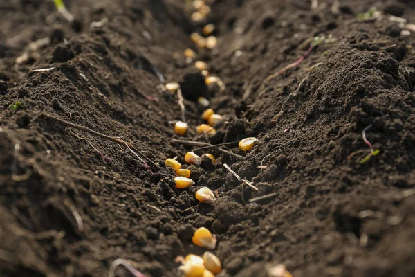 Kukuřičná Semena Úrodné Půdě Detailní Záběr Pěstování Zeleniny — Stock fotografie