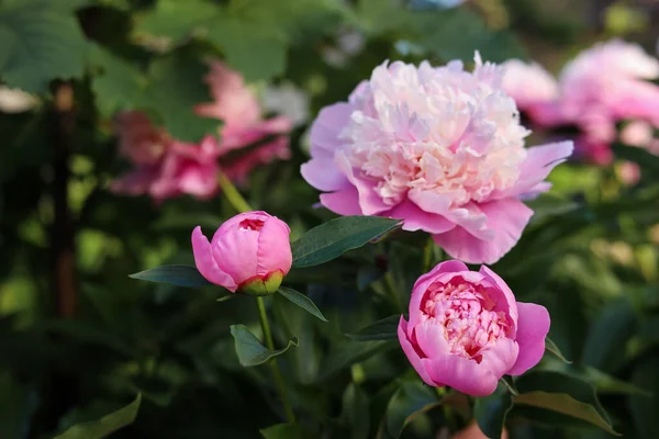 Blooming Peony Plant Beautiful Pink Flowers Outdoors Closeup Space Text — Stock Fotó