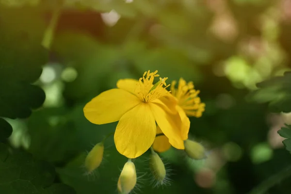Celandine Plant Yellow Flower Growing Outdoors Closeup — Foto de Stock