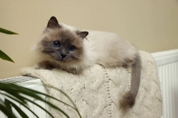 Niedliche Birmankatze Auf Heizkörper Mit Strickkarierten Drinnen — Stockfoto