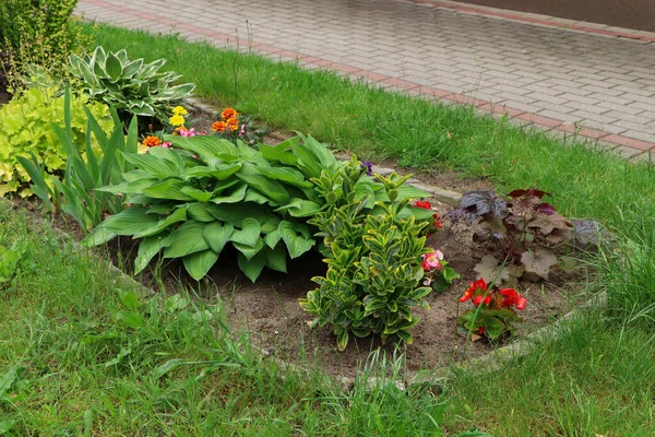 Hermoso Parterre Con Diferentes Plantas Aire Libre Jardinería Paisajismo — Foto de Stock