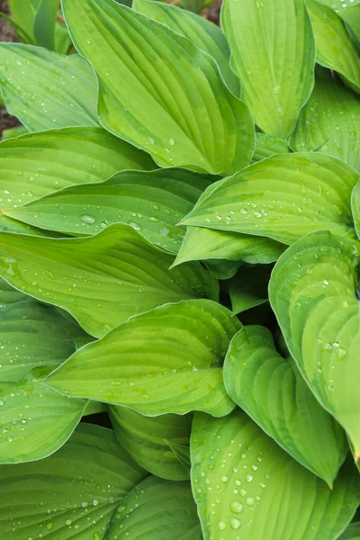 Beautiful Dieffenbachia Wet Green Leaves Background — Stockfoto