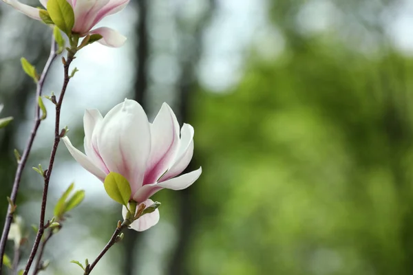 Magnolia Strom Krásnou Květinou Rozmazaném Pozadí Detailní Záběr Mezera Pro — Stock fotografie