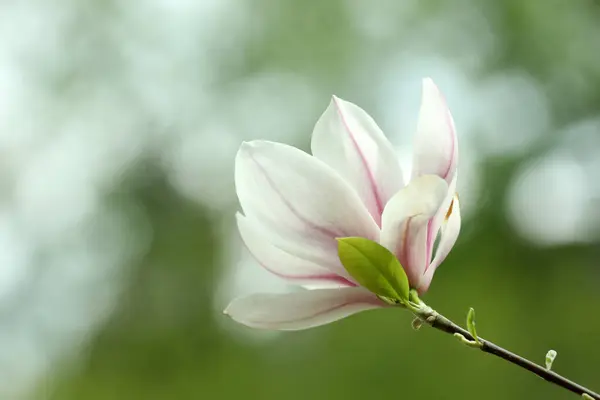 Magnolienbaum Mit Schöner Blume Auf Verschwommenem Hintergrund Nahaufnahme Raum Für — Stockfoto