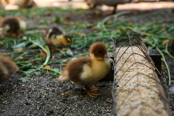 Cute Fluffy Duckling Feeder Seed Mix Farmyard — Φωτογραφία Αρχείου