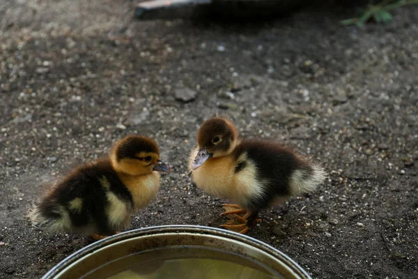 Cute Fluffy Ducklings Bowl Water Farmyard — Φωτογραφία Αρχείου