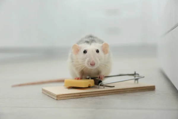 Pułapka Szczury Myszy Serem Środku Zwalczanie Szkodników — Zdjęcie stockowe