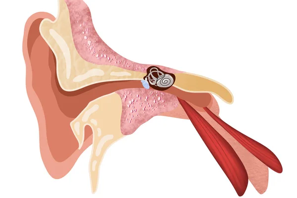 Anatomie Lidského Ucha Bílém Pozadí Ilustrace — Stock fotografie