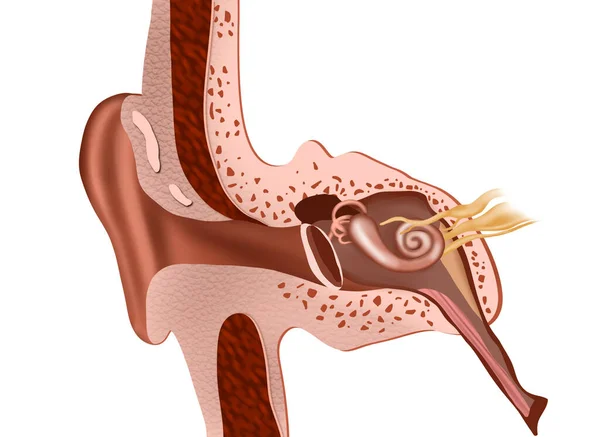 Anatomie Lidského Ucha Bílém Pozadí Ilustrace — Stock fotografie