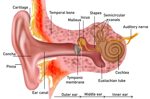 Anatomy Human Ear White Background Illustration —  Fotos de Stock