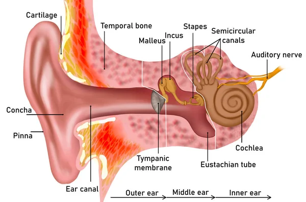 Anatomie Van Het Menselijk Oor Witte Achtergrond Illustratie — Stockfoto