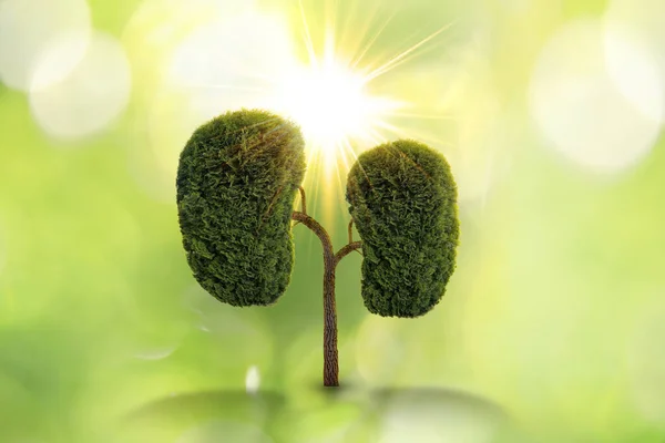 Human Kidneys Model Made Trees Green Leaves Blurred Background Health — Φωτογραφία Αρχείου