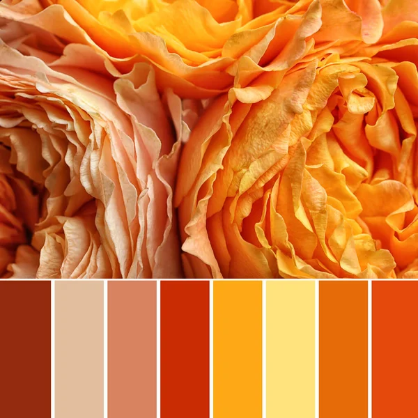 Palette Autumn Colors Beautiful Flowers Background Closeup — Stock Photo, Image