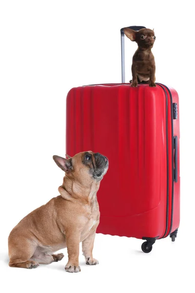 Cute Dogs Bright Suitcase Packed Journey White Background Travelling Pet — Zdjęcie stockowe