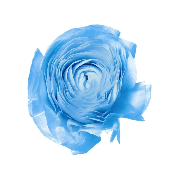 Bella Luce Blu Ranuncolo Fiore Sfondo Bianco — Foto Stock