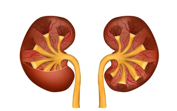 Illustration Kidneys White Background Human Anatomy — Stok fotoğraf