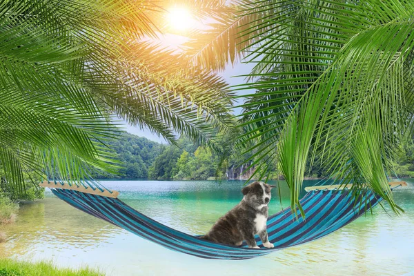 Cute puppy in hammock between palms near sea on sunny day. Summer vacation with pet