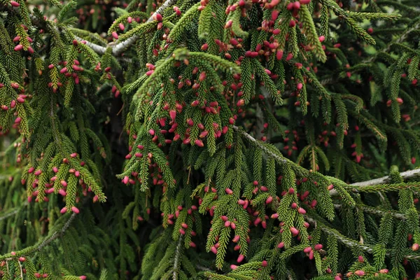 Vista Vicino Del Bellissimo Albero Conifera Con Coni Rosa — Foto Stock