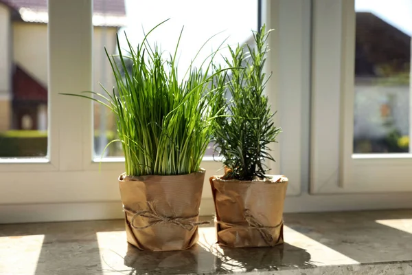 Potted green chives and rosemary plants on windowsill indoors. Aromatic herbs