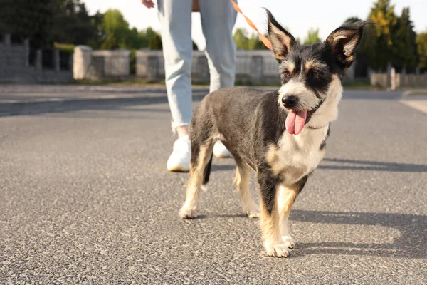 Kvinna Som Rastar Sin Söta Hund Stadens Gata Närbild — Stockfoto