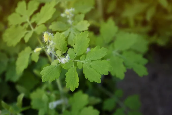 Yeşil Yapraklı Celandine Bitkisi Dışarıda Büyüyor Yakın Plan Metin Için — Stok fotoğraf