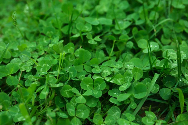 Beautiful Green Clover Leaves Grass Water Drops — Stockfoto