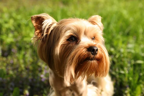 Cute Yorkshire Terrier Park Sunny Spring Day Closeup — Foto Stock