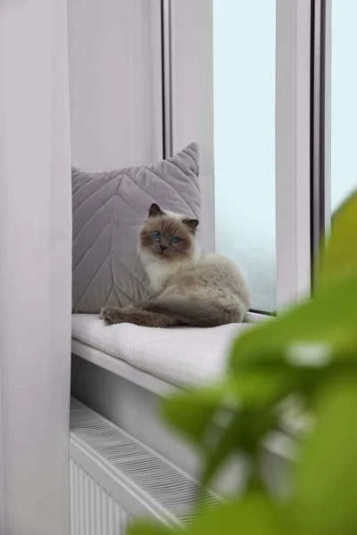 Cute Birman Cat Windowsill Radiator Home — ストック写真