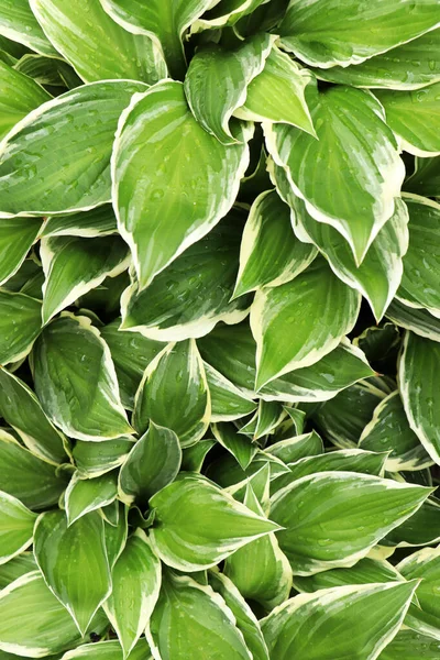 Beautiful Dieffenbachia Wet Green Leaves Background — Stockfoto