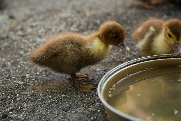 Cute Fluffy Ducklings Bowl Water Farmyard — Φωτογραφία Αρχείου