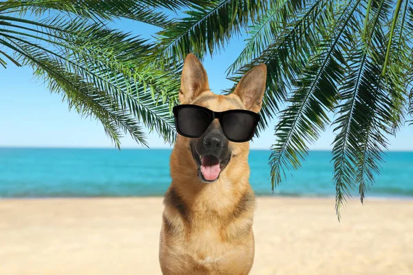 Cute dog wearing sunglasses on sandy beach near sea. Summer vacation with pet