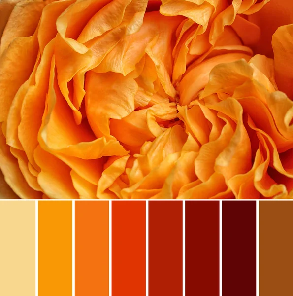 Palette Autumn Colors Beautiful Flower Background Closeup — Stock Photo, Image