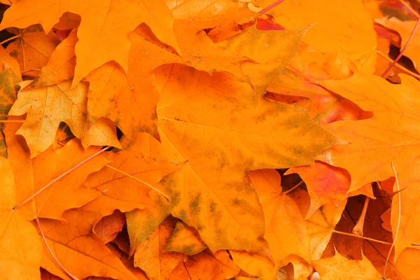Vacker Orange Höst Löv Som Bakgrund Ovanifrån — Stockfoto