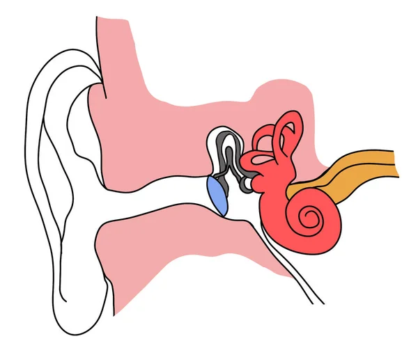 Anatomy Human Ear White Background Illustration — 스톡 사진