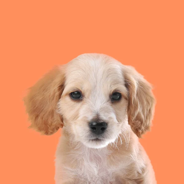 Cute English Cocker Spaniel Puppy Pale Orange Background — Stock Photo, Image