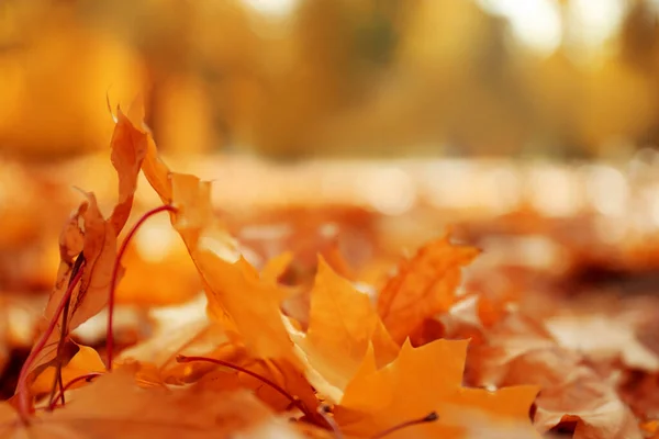 Orange Leaves Ground Park Autumn Day Closeup — Stockfoto