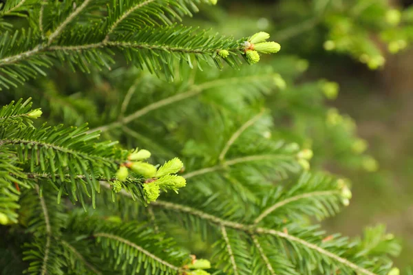 Grüne Zweige Schöner Nadelbäume Freien Nahaufnahme — Stockfoto
