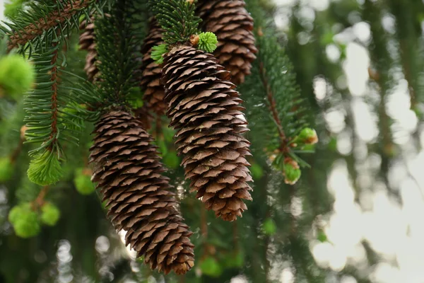 Closeup View Coniferous Tree Cones Outdoors — 스톡 사진